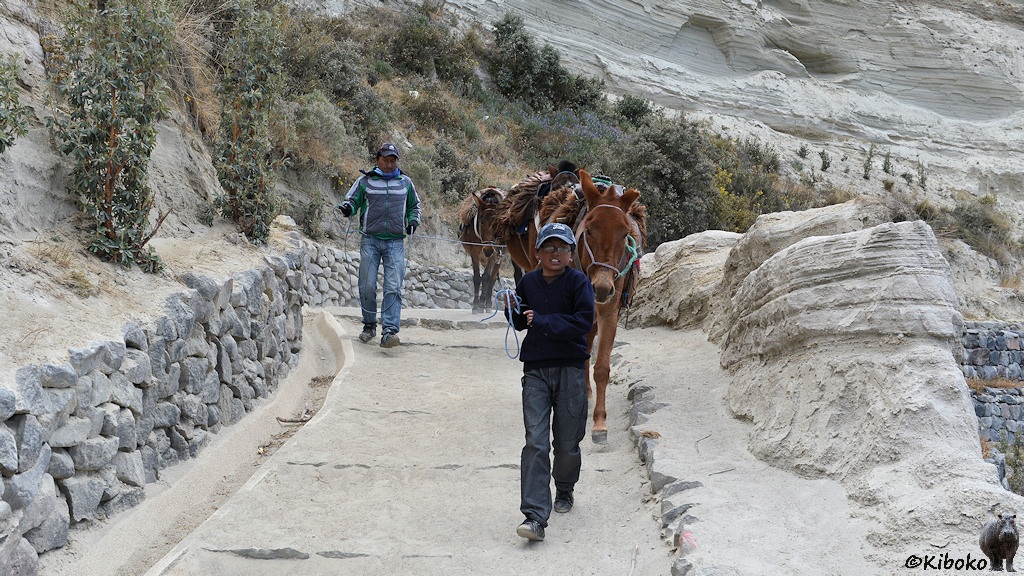 Das Bild zeigt zwei junge Männer mit drei braunen Pferden, die sie auf einem Weg bergab führen.