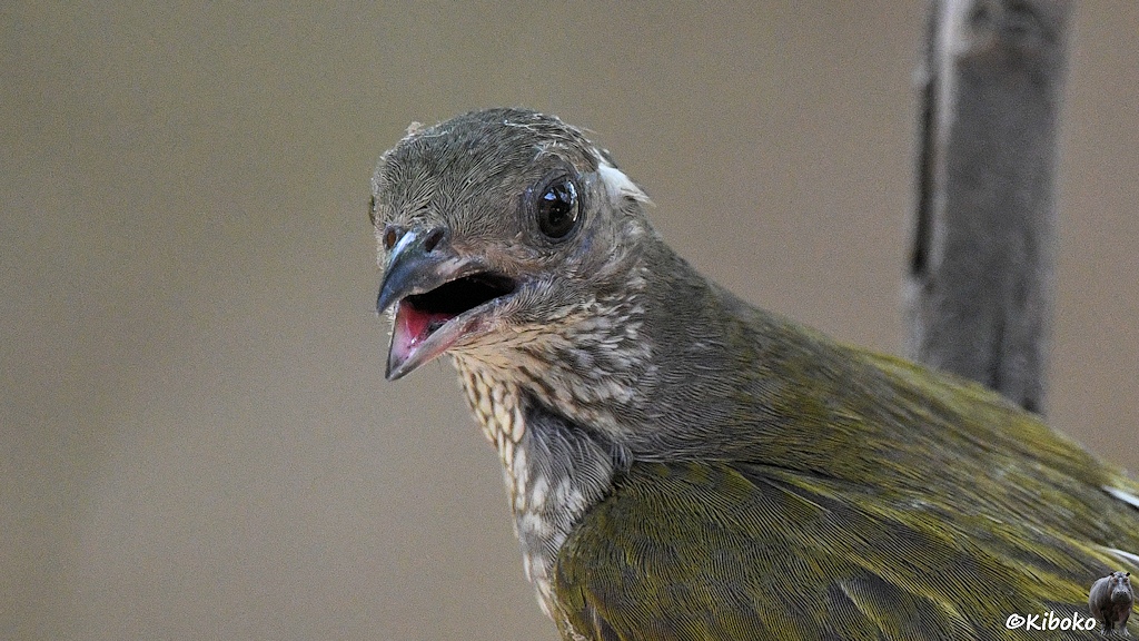 Das Bild zeigt das Porträt eines Vogels mit grauem Kopf, beige-grau getupfter Kehle und oliv-gelb-grau gemustertem Rücken. Der Schnabel ist geöffnet.