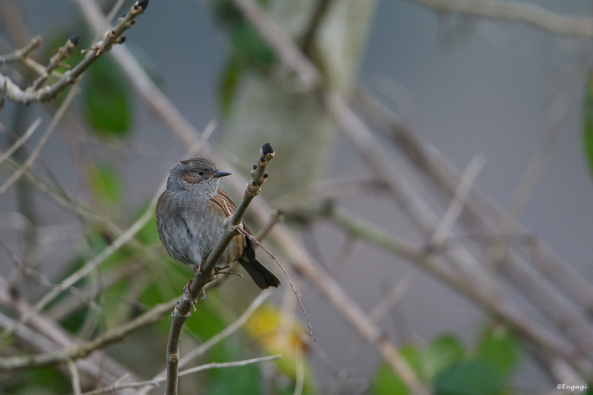 DSC_7996.jpg