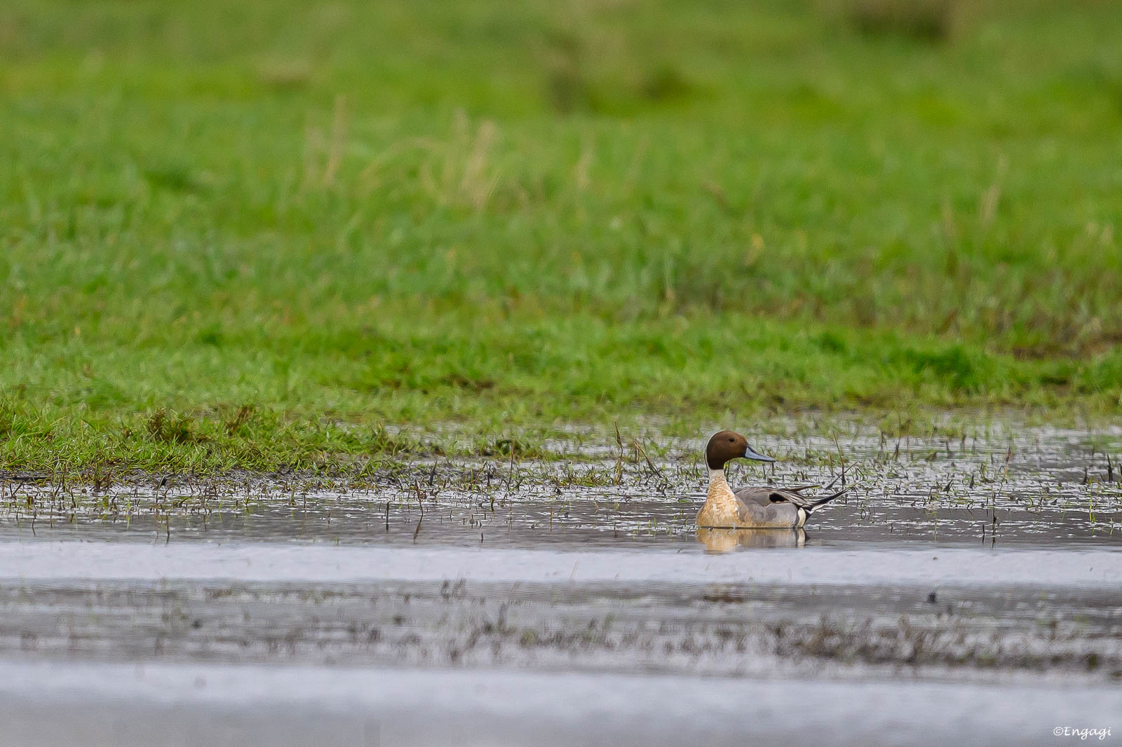 DSC_7555.jpg