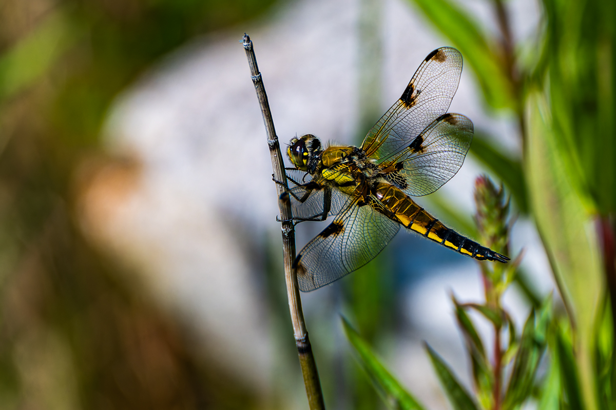 20260624_NZ8_0775_DPXNF.jpg