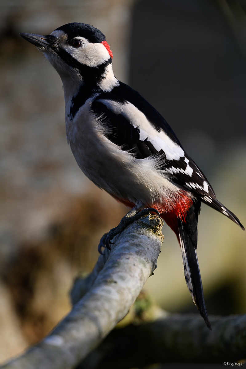 DSC_7241.jpg