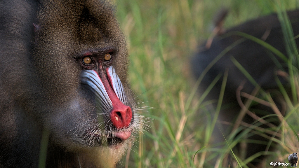 Das Bild zeigt das Proträt eines Affens mit roter Nase, blauen Wangenstreifen, hellbrauenne Augen und oliven Fell. Der Affe steckt die Zunge raus.