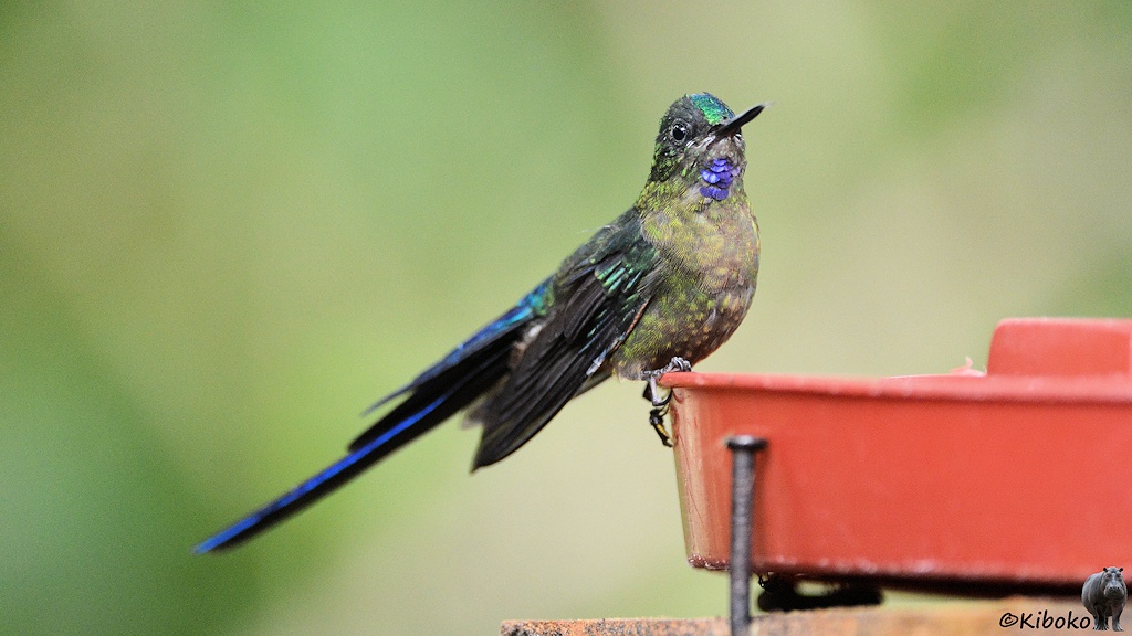 Das Bild zeigt einen graugrünen Vogel am Rand einer roten Plastikschüssel sitzen. Der Vogel hat einen grün glänzenden Scheitel, einen blau glänzenden Kehlfleck, schwarze Flügel und sehr lange blaue Schwanzfedern.