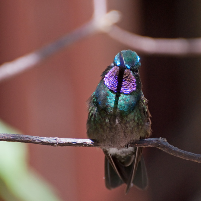 web-kolibri3.jpg