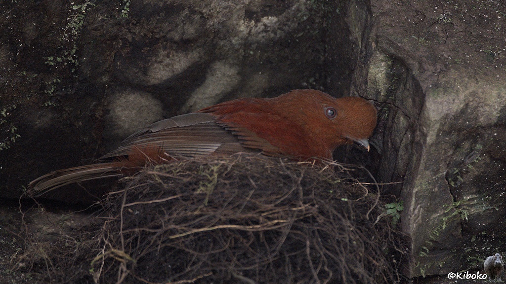 Das Bild zeigt einen rotbraunen Vogel mit grauen Flügeln auf einem Nest in einer dunkelgrauen Felswand schräg von unten.