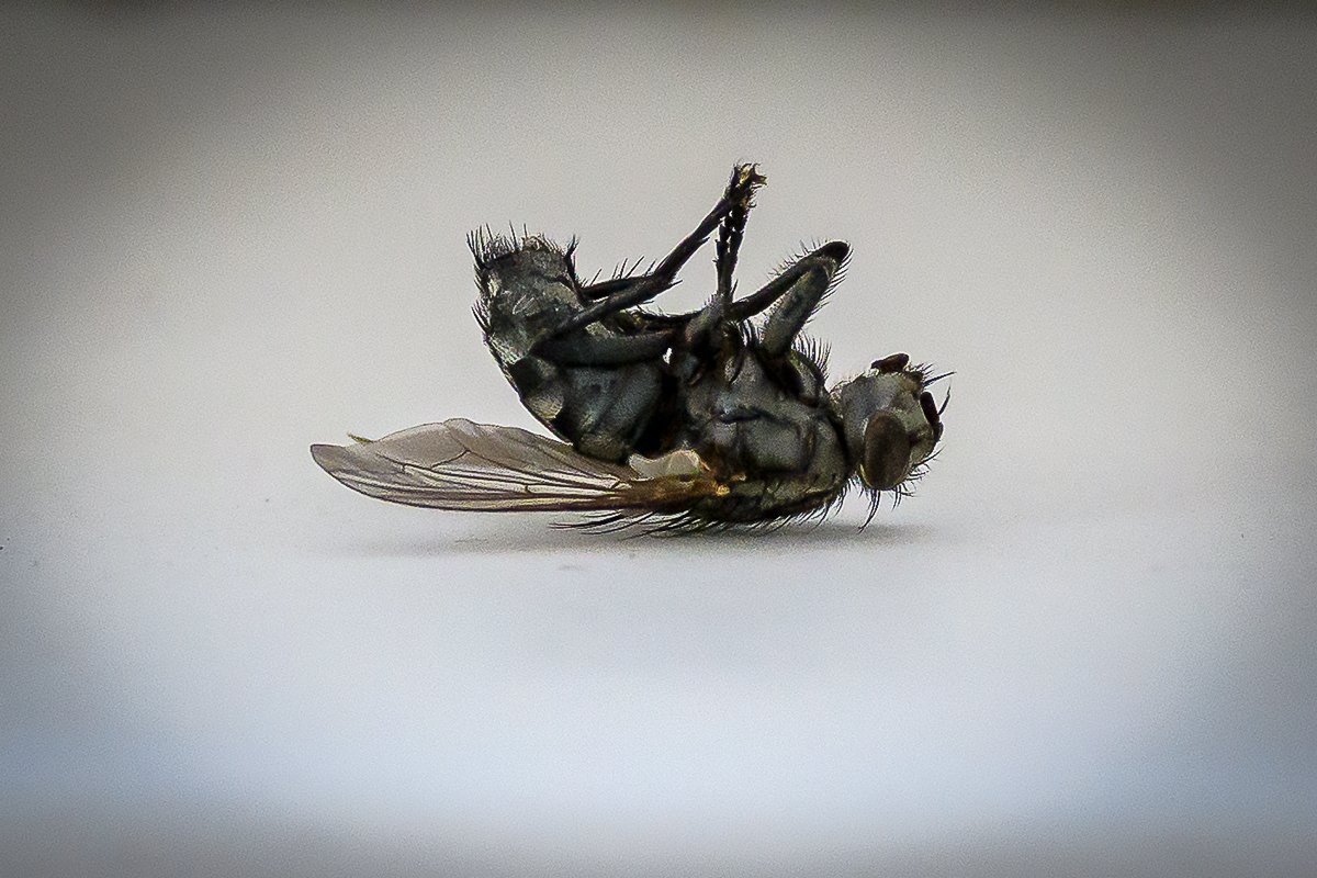 20201111_D500_1912NF.jpg