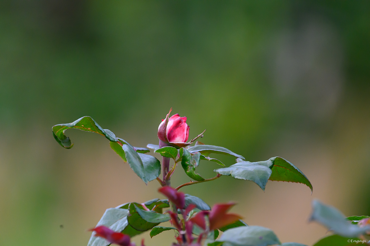 DSC_2997.jpg