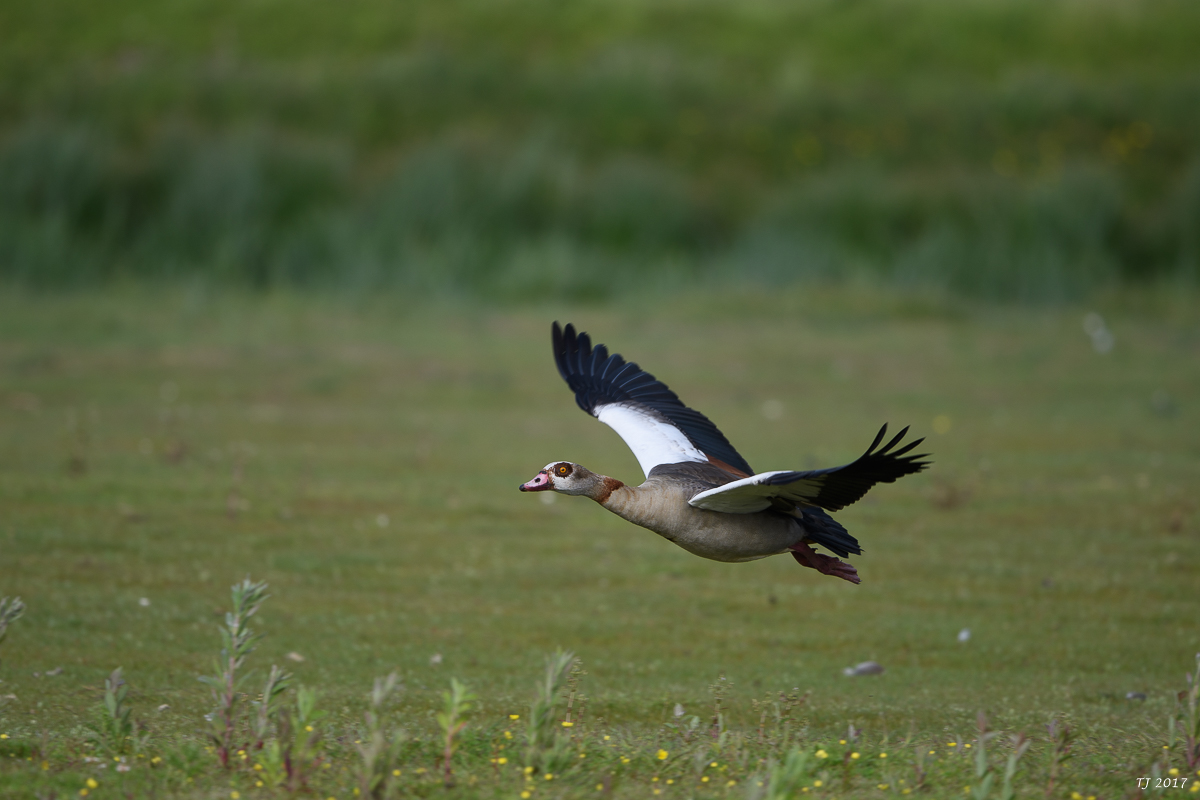 DSC_1733.jpg