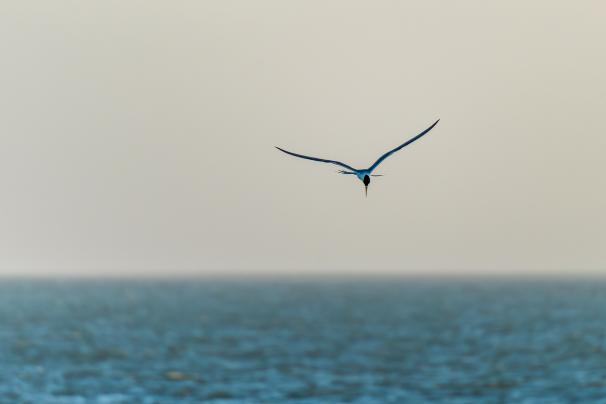 20170506_D810_2231NF.jpg