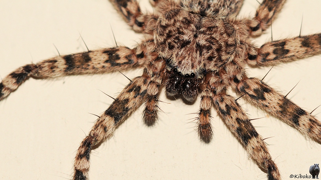 Porträt einer braun-schwarz gemusterten Spinne.