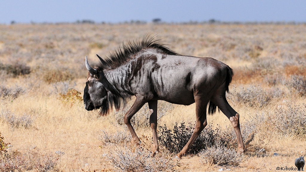 Eine graubraune Antilope mit langer schwarzer Mähne läuft über eine Ebene aus trockenem Gras.