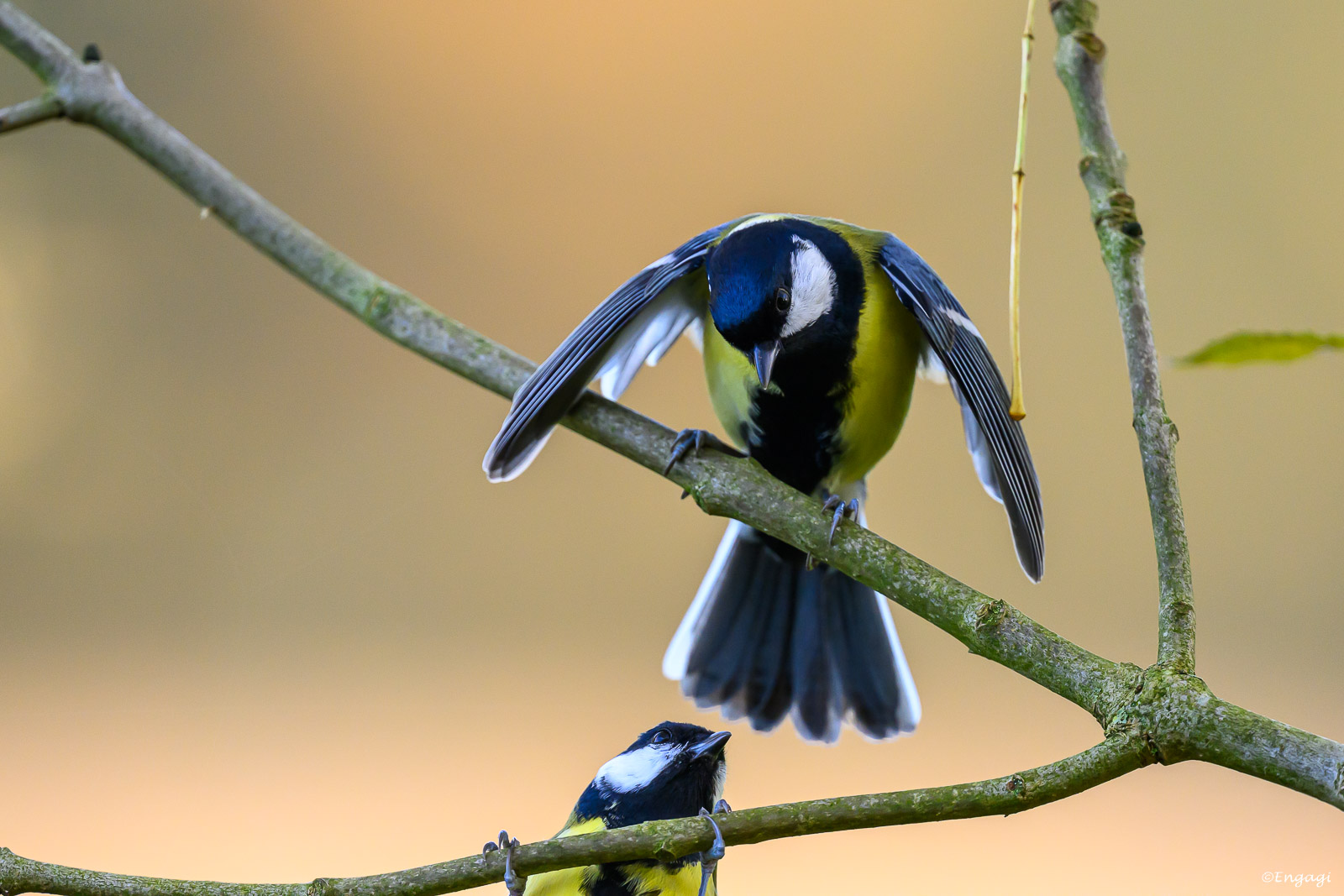 DSC_2947.jpg