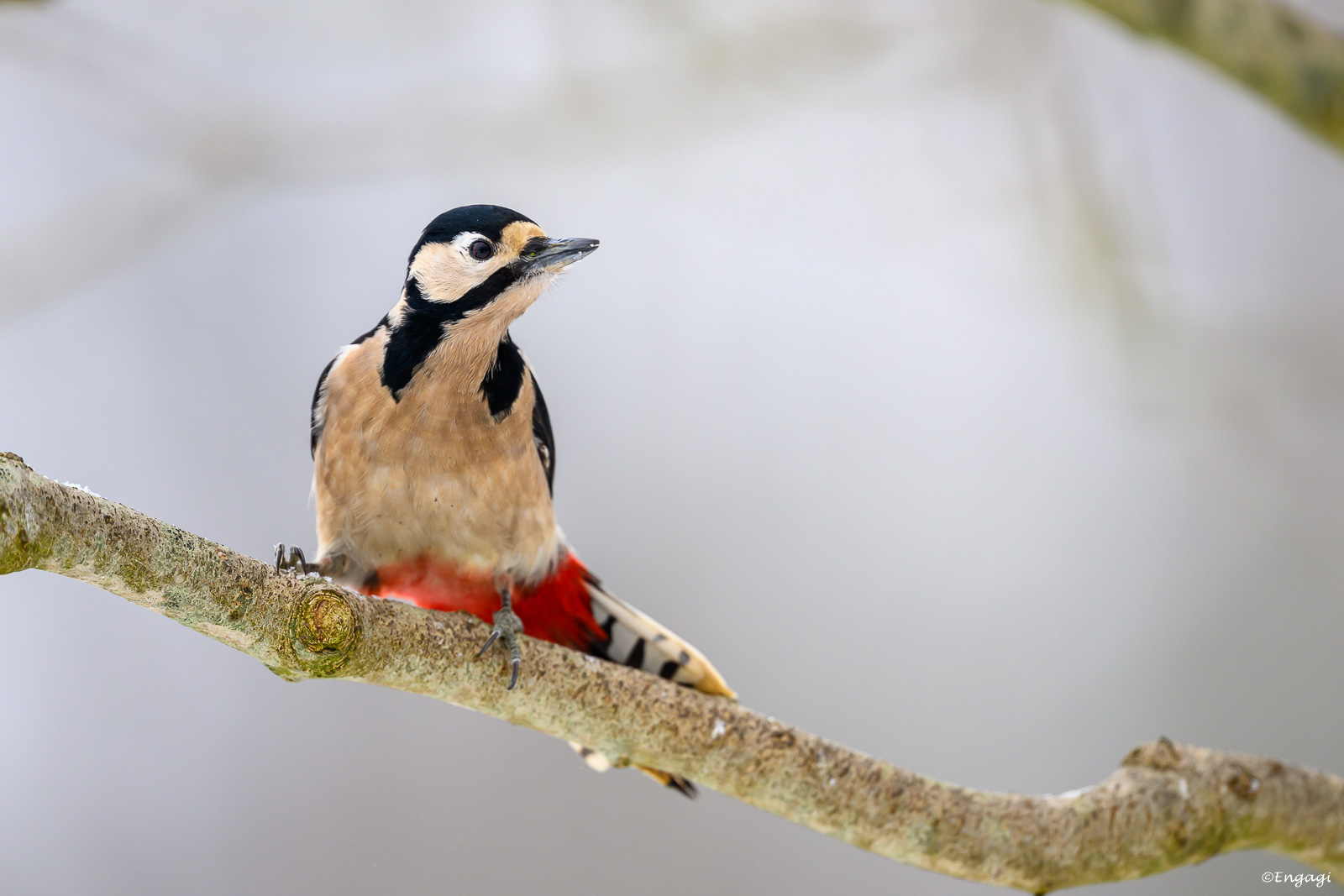 DSC_3817.jpg