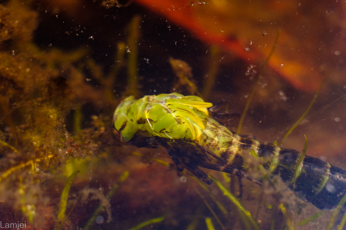 DSCF9407.jpg