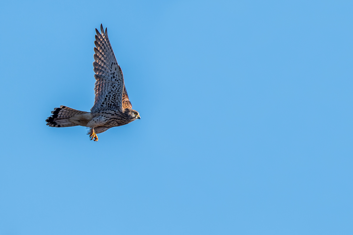 20220124_ND5_2093v_DxONF.jpg