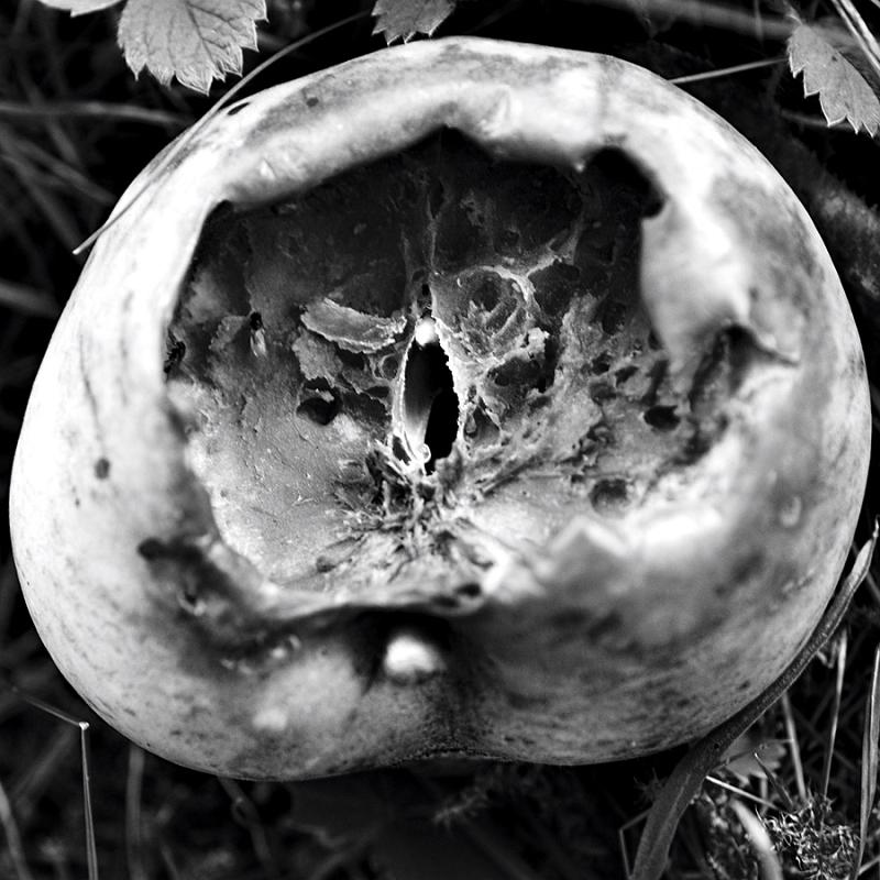 Apfel_sw_01.jpg