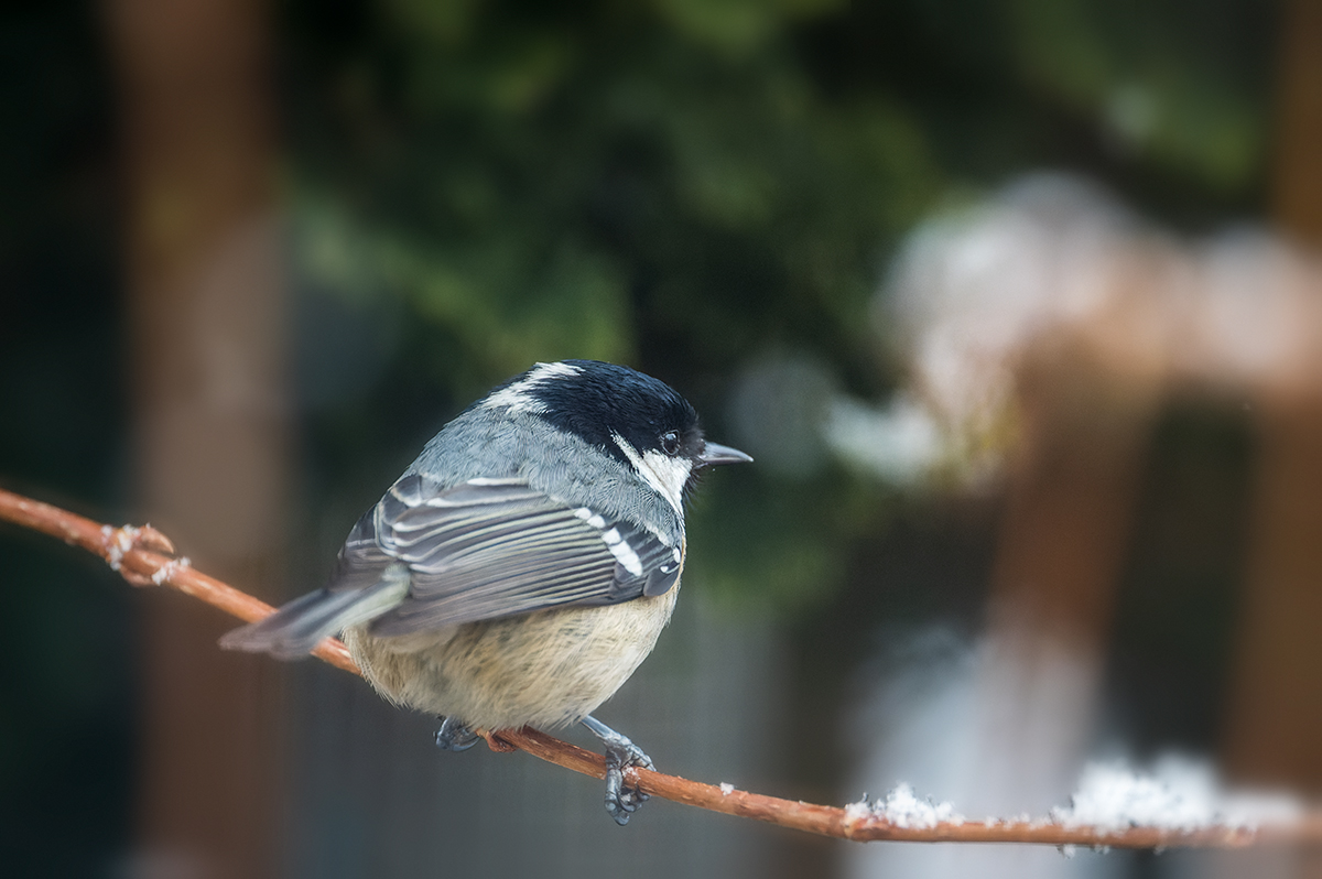 20220122_NZ6_1922_DxONF.jpg