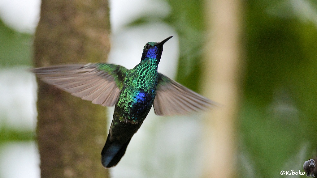 Das Bild zeigt einen grün glänzenden Kolibri mit balu gläzenden Kehlstreifen und blau glänzenden Bauch mit ausgebreiteten, unscharfen Flügeln im Flug.