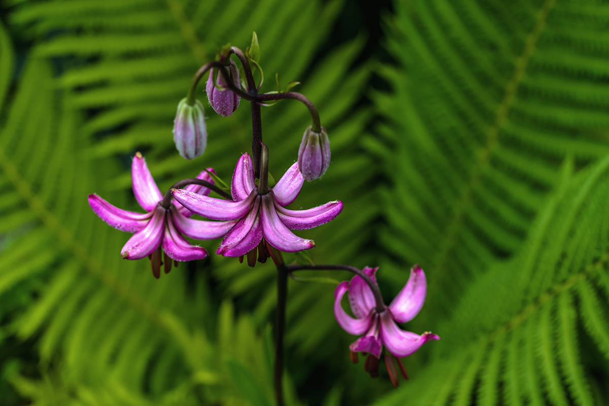 20210619_NZ7_2364NF.jpg