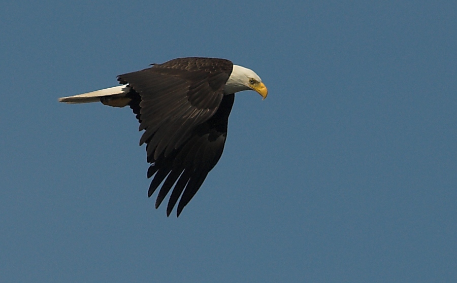 adler.jpg