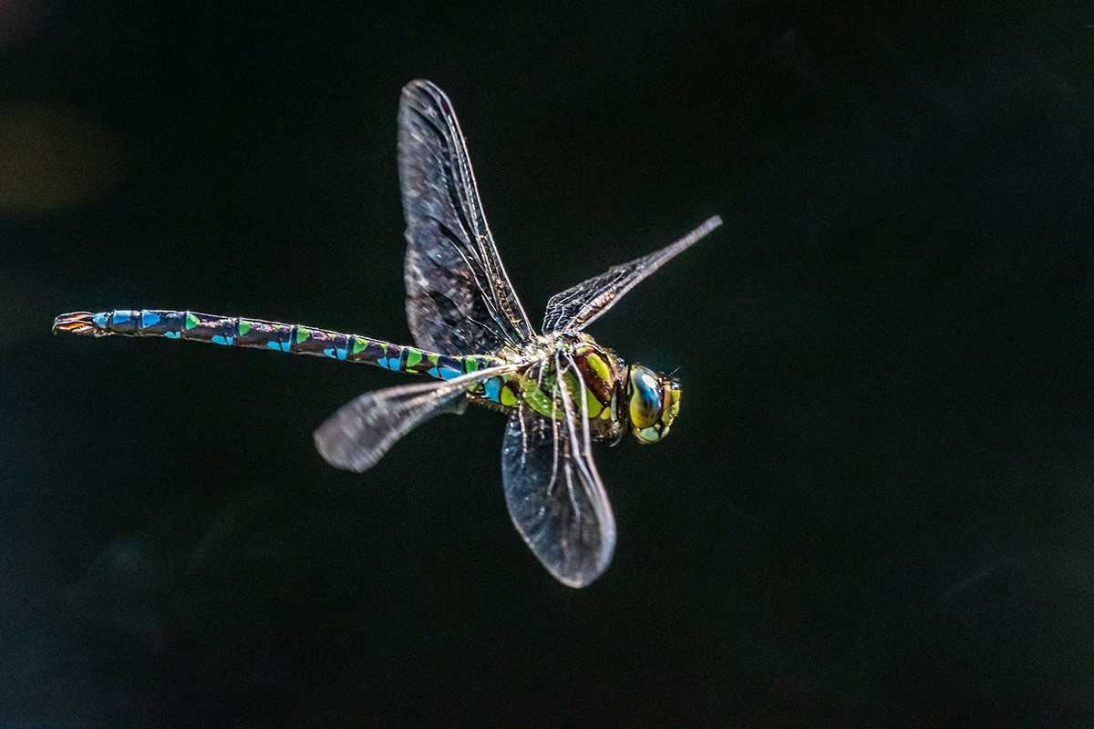 20190904_D500_0125NF.jpg