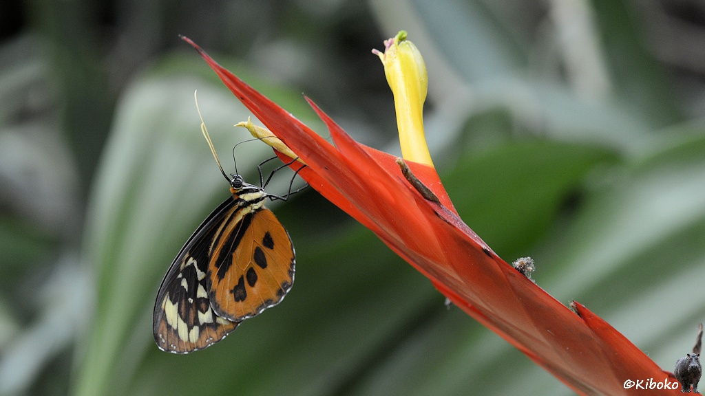 Das Bild zeigt die selbe Schmetterlingsart vom vorherigen Bild. Der Schmetterling hängt kopfüber an einer länglichen roten Blüte die von rechtsunten nach linksoben ins Bild ragt.