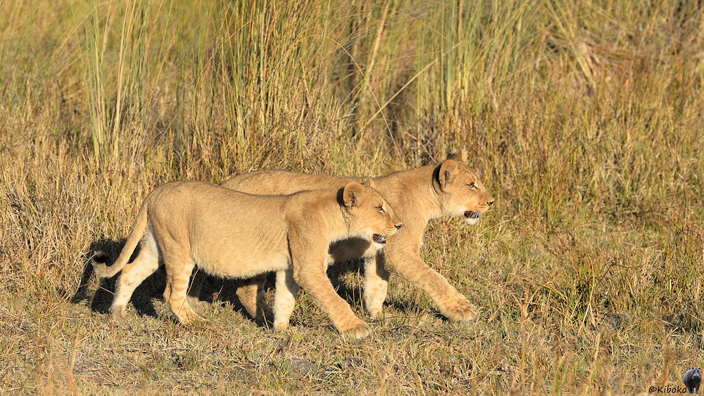 Zwei Löwenbabys laufen im Gleichschritt auf einer Wiese