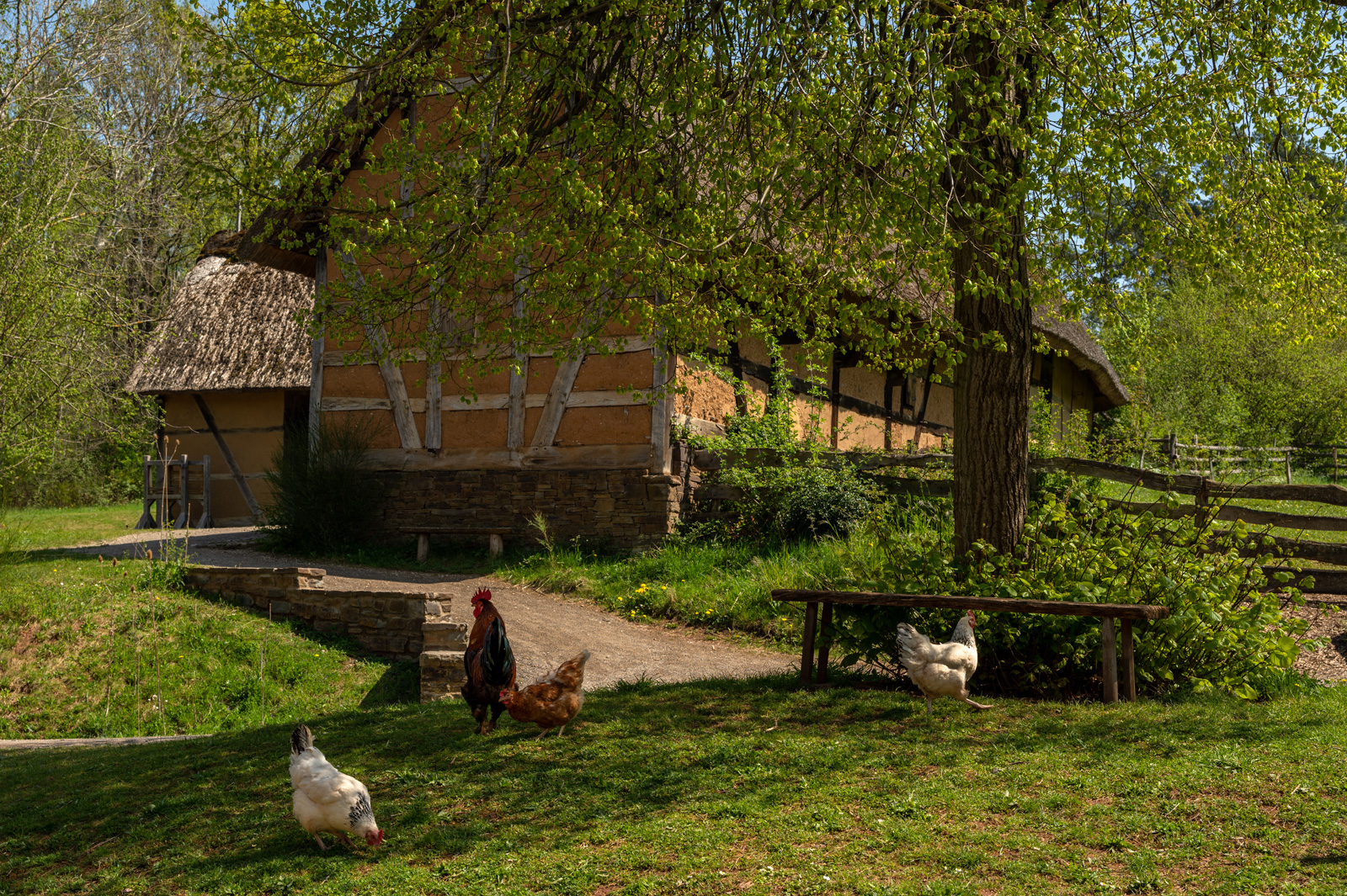 DSC_2011a.jpg
