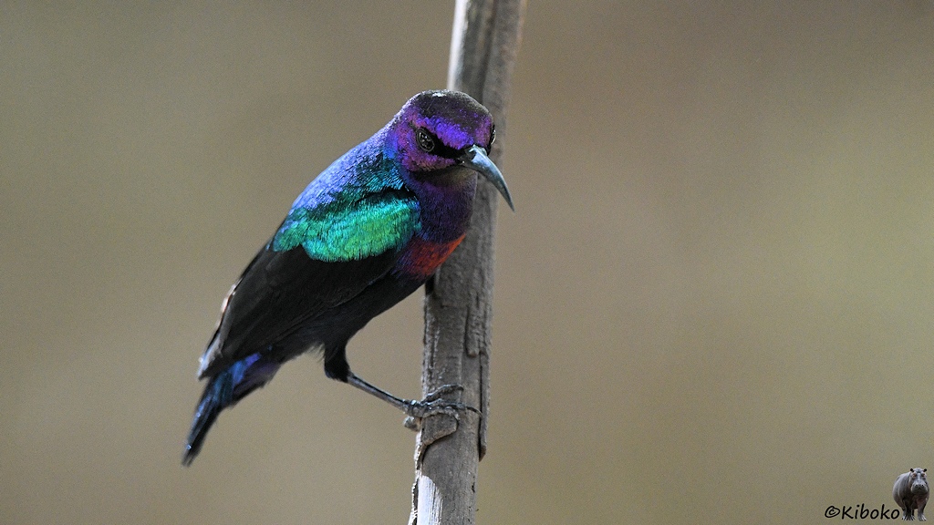 Das Bild zeigt einen kleinen bunten Vogel mit violett-metallic schimmernden Kopf, blau-metallic schimmernden Rücken, grün-metallic schimmernden Schultern, rotem Bauch, schwarzem Rumpf und blau-metallic schimmernden Schwanzfedern an einem senkrecht durch das Bild laufenden Ast.