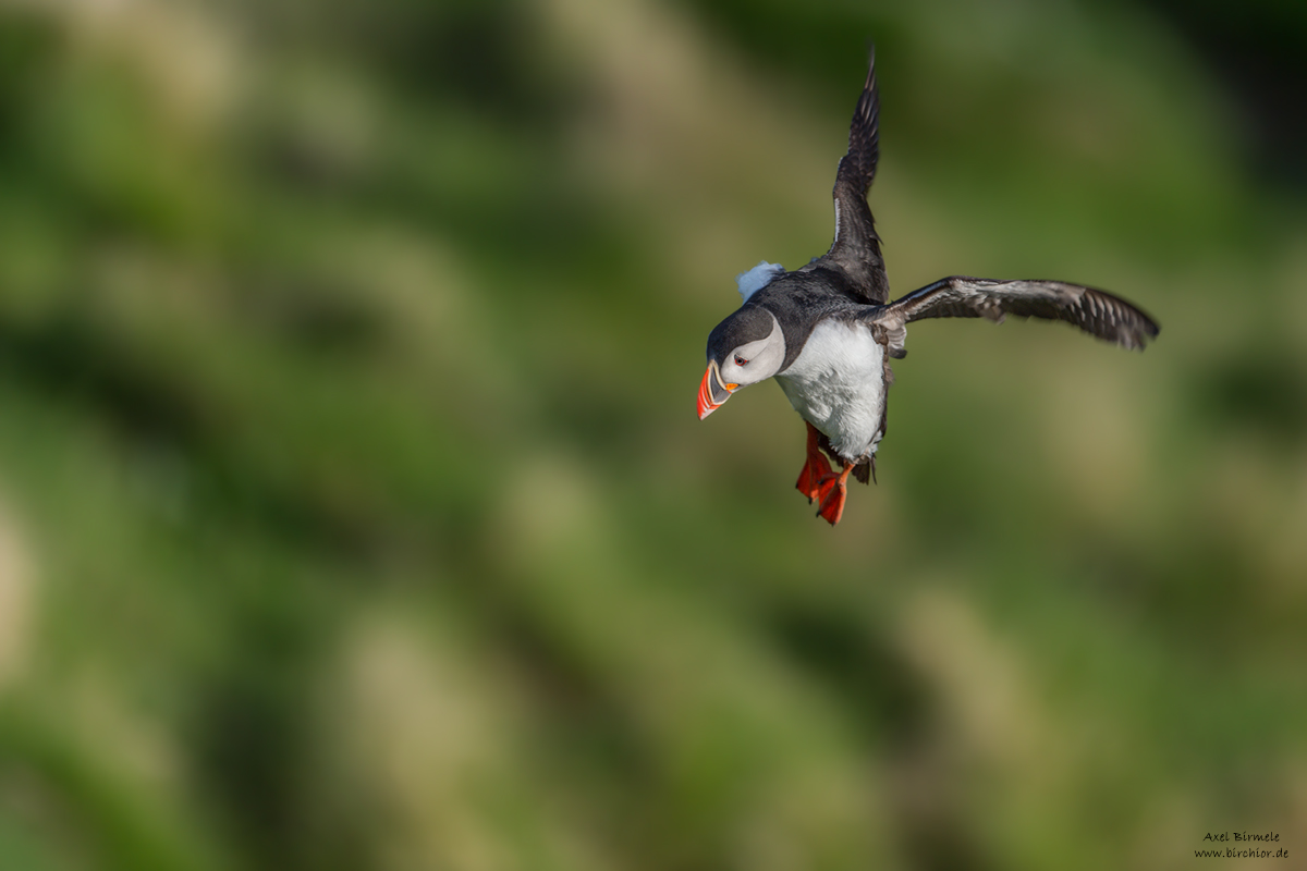 20140514_0184_PS_1200Px.jpg