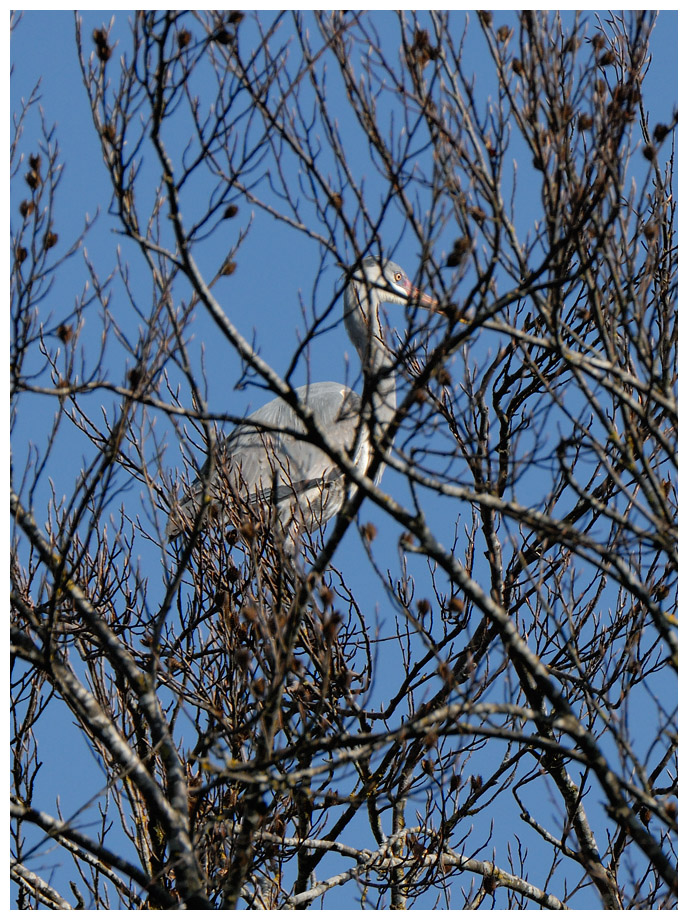 Graureiher011.jpg