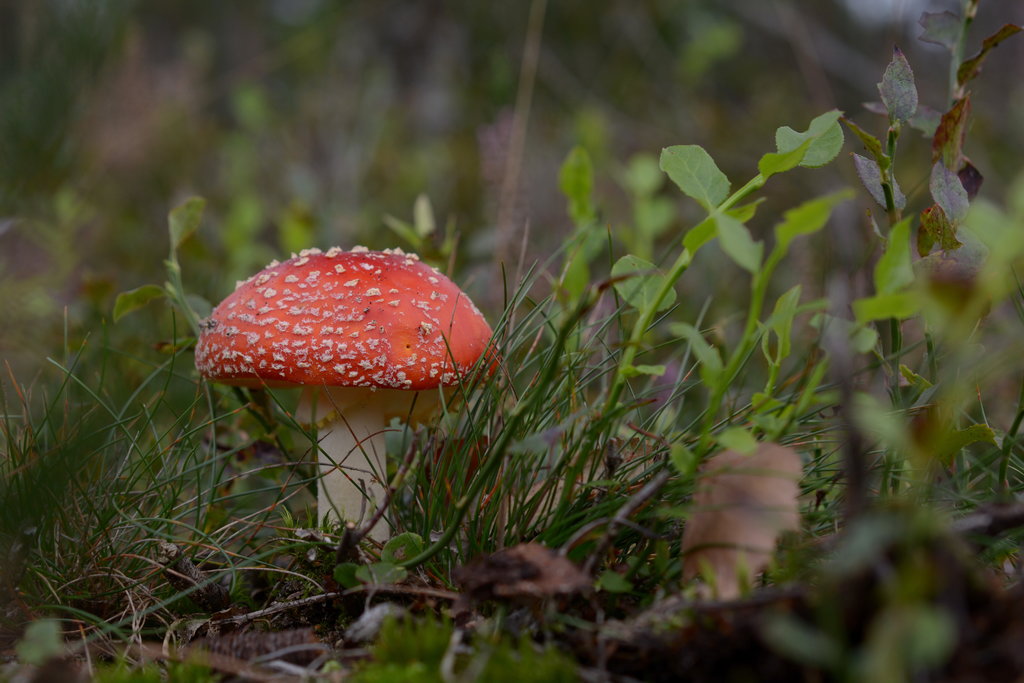 39558899gh.jpg