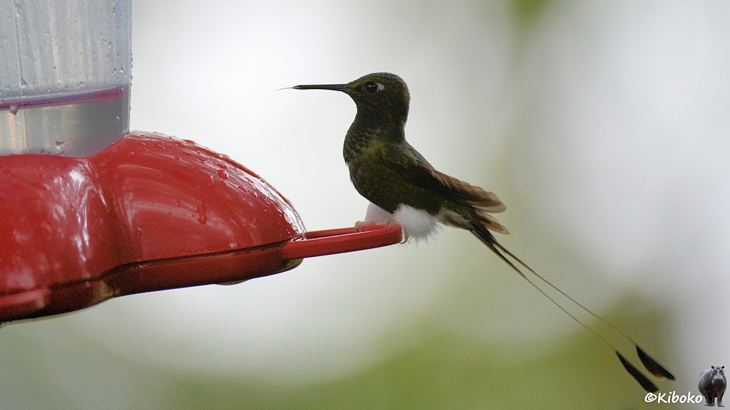 Das Bild zeigt einen kleinen grünen Kolibri mit markanten, buschigen weißen Beingefieder. Zwei lange Schwanzfeder sind etwas genauso lang, wie der Rumpf des Vogels. Am Ende fächern die Schwanzfedern auf. Der Vogel sitzt am roten Feeder und steckt die Zunge raus.