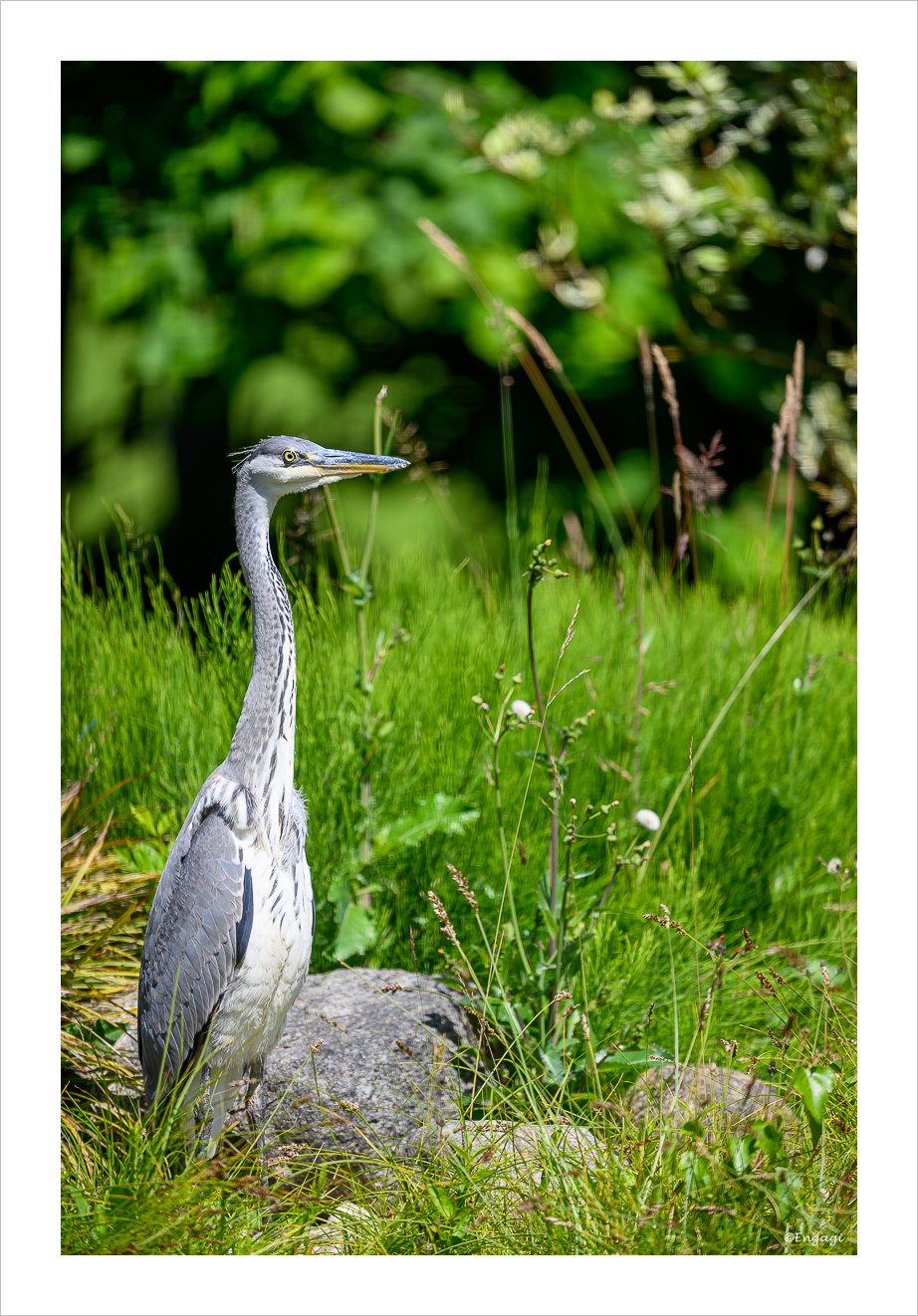 DSC_4420.jpg