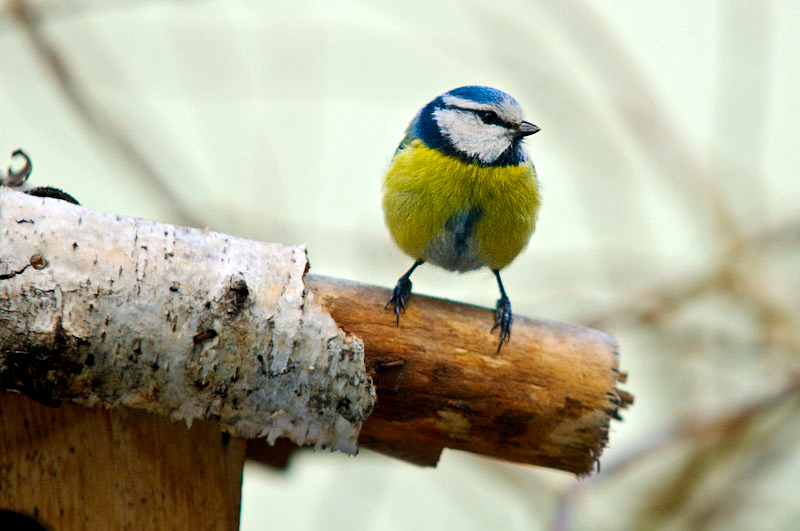blaumeise-2.jpg