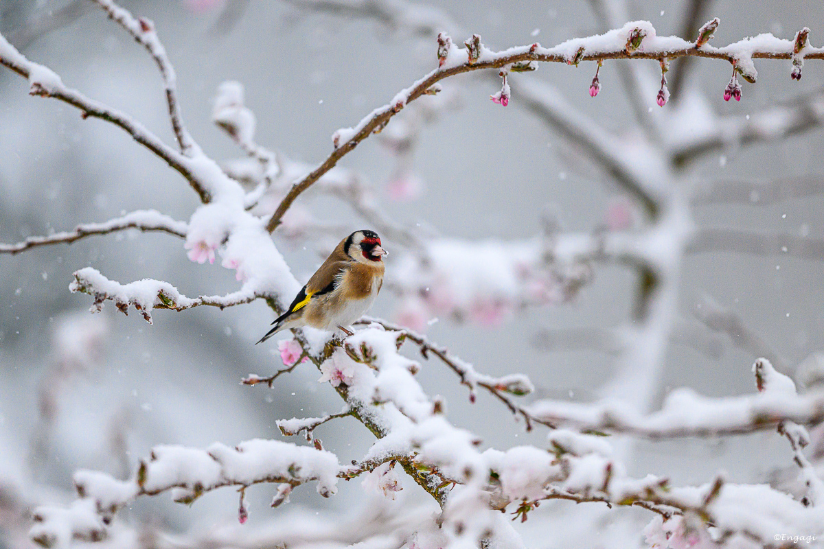 DSC_2835b.jpg