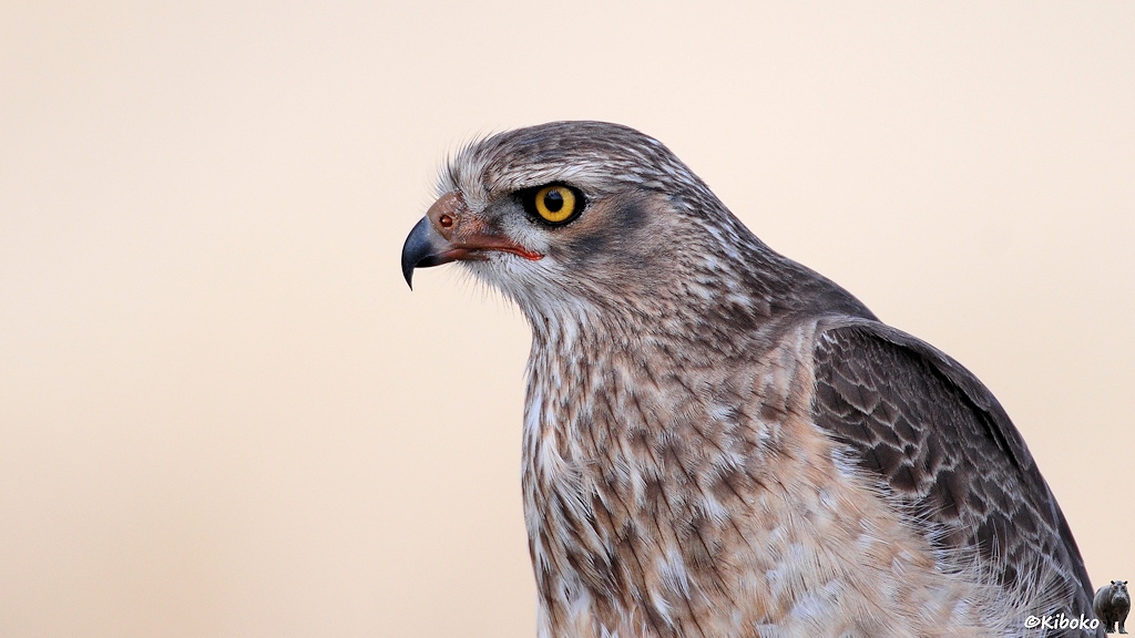 Porträt eines braunen Raubvogels mit braun-weiß gesprenkelter Brust, orangen Füßen, gelben Augen und orange-schwarzer Hakennase.