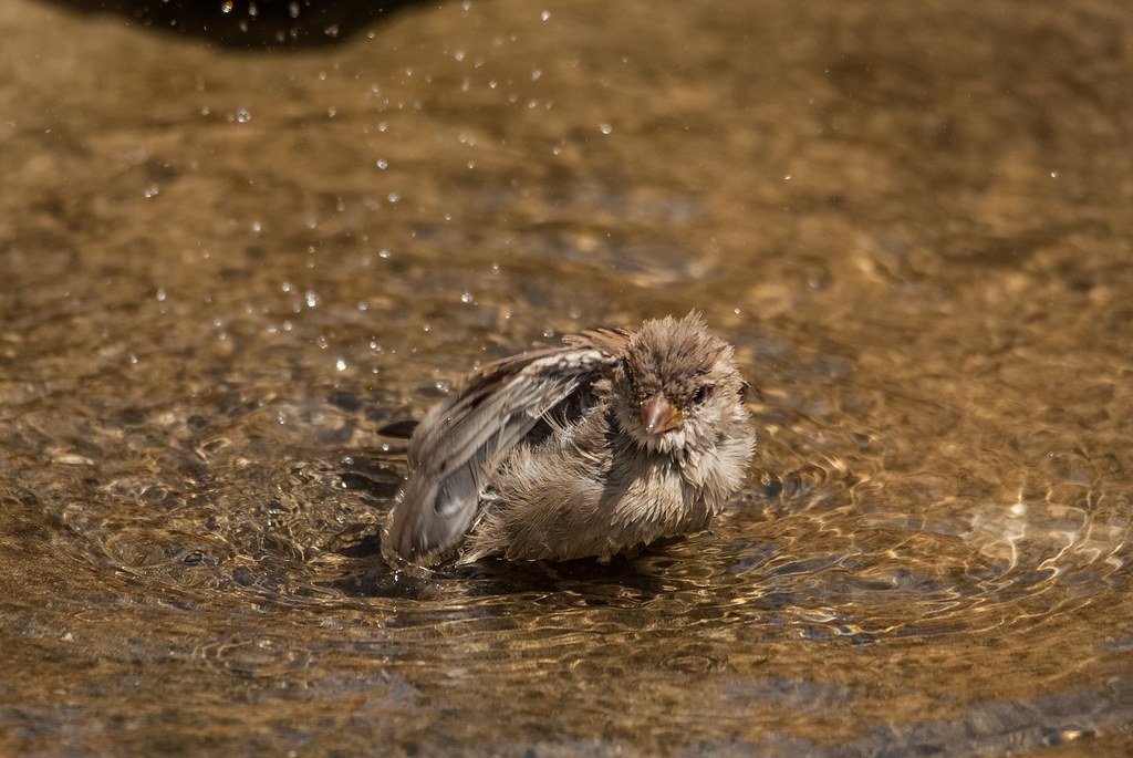 20190957360_f7d632637a_b.jpg