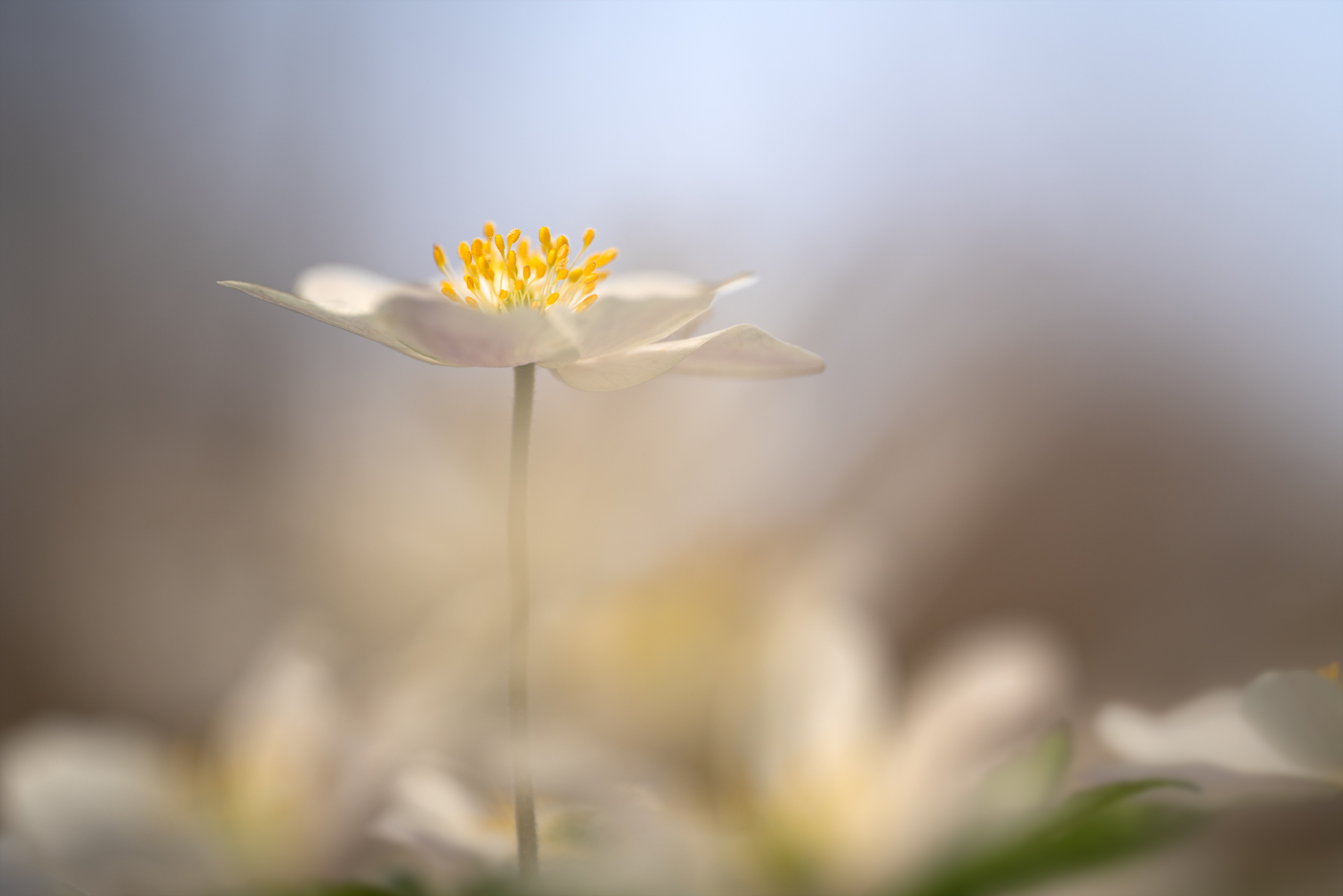 DSC05585-1.jpg