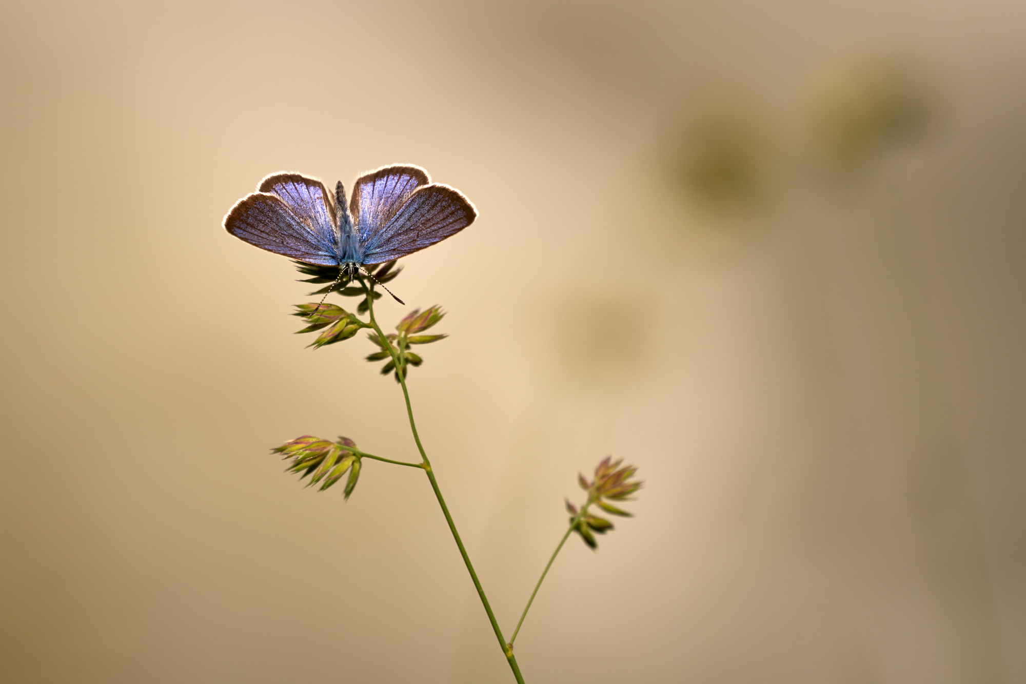 A7_07070_c1.jpg