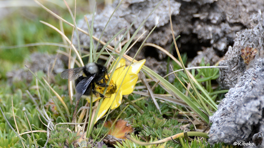 Das Bild zeigt ein schwarzes, rundliches Insekt mit einem weißen Fleck im Nacken sitzt auf einer gelben Blüte. Drumherum sind Grashalme.