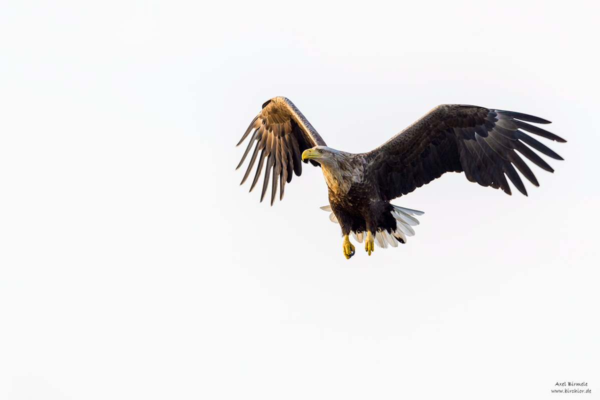 20140523_0017_PS_LAB_1200Px.jpg