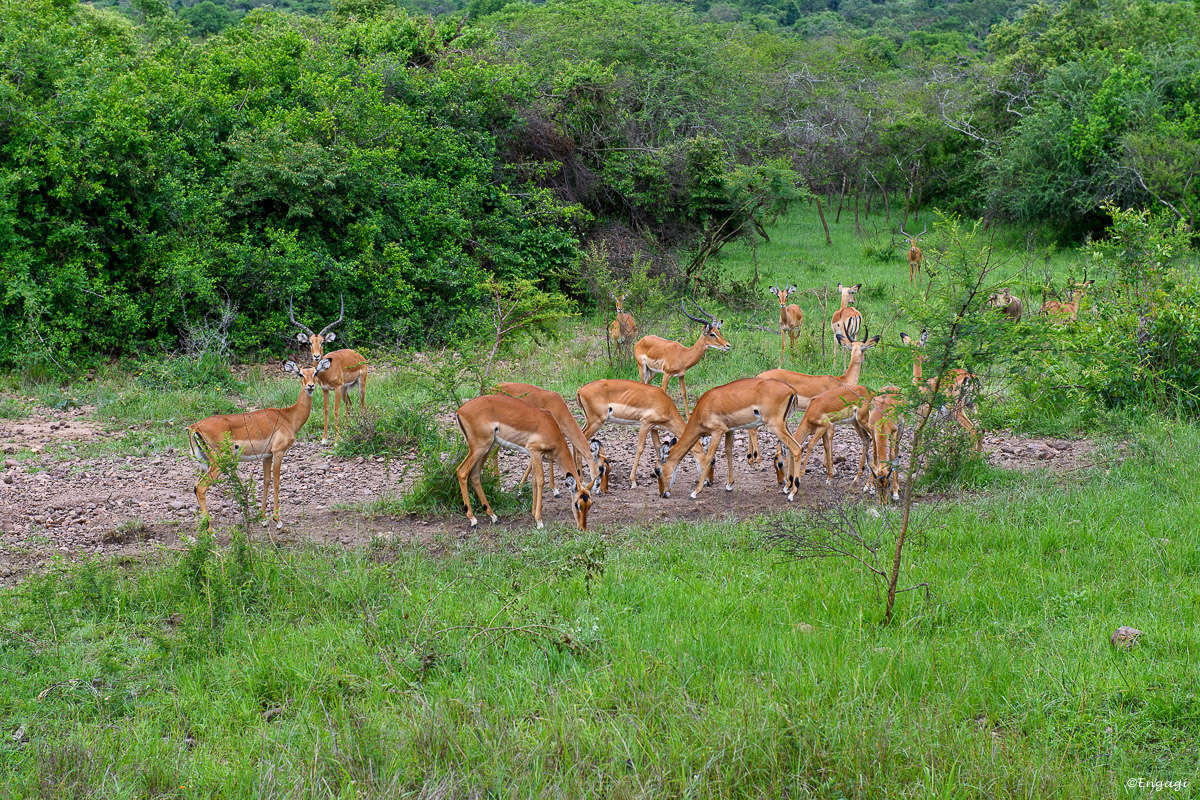 Uganda%202306.jpg