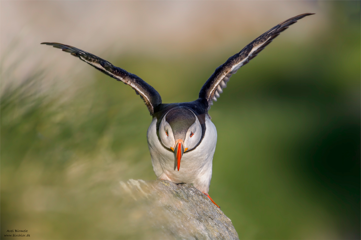 20140514_0430_PS_1200Px.jpg