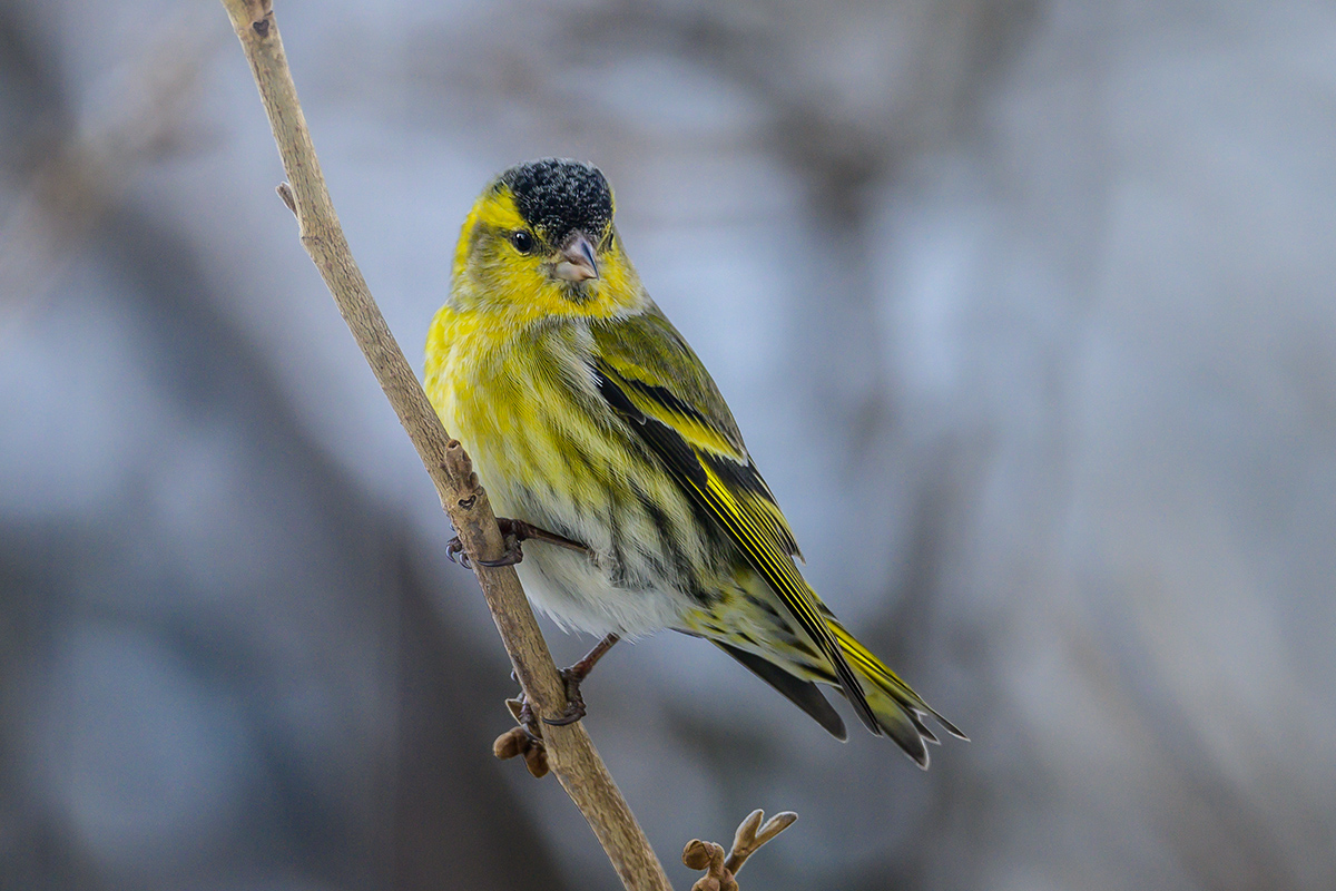 20201231_NZ6_4167NF.jpg