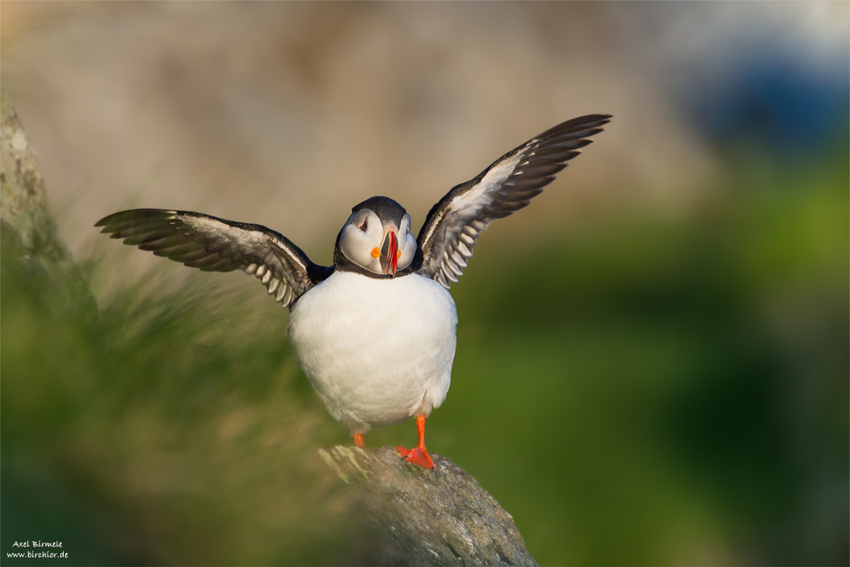 20140514_0446_PS_1200Px.jpg