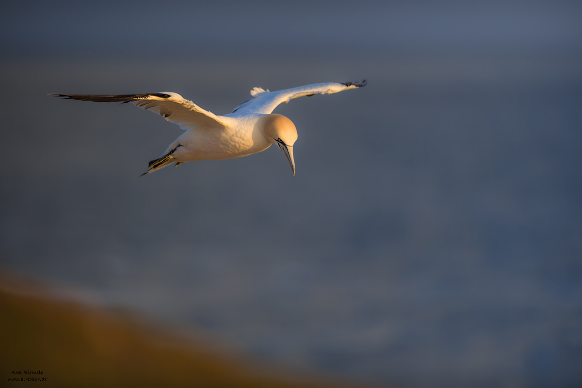 20190503_1273_PS_LAB_1200Px.jpg