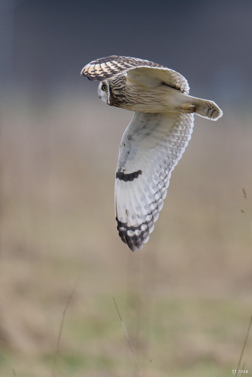 DSC_2061.jpg