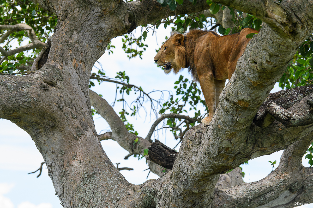 Uganda%201559.jpg